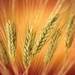 Wheat, Barley