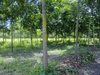 Rubber plantation for sale