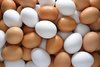 Chicken Eggs Brown and White for sale