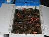 Live and frozen sea lobsters and mudcrabs for sale