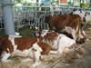 Livestock cattle