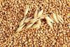 Alfalfa, wheat, corn, barley, maize, fertilizers