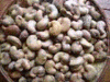 Raw Cashew Nuts Wholesale