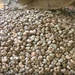 Raw Cashew Nuts in Shell & Cashew Kernels