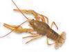 Live Crayfish