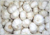 High grade fresh white garlic