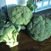 Frozen Vegetable Frozen Broccoli Dried Broccoli Seeds New Crop 2017