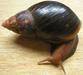 Live and fresh African Giant Snails and shells