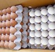 Chicken Eggs For Human Consumption