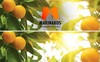 Oranges Valencia