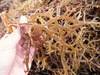 Dried Euchema Cottonii Seaweed