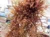 Dried Euchema Cottonii Seaweed