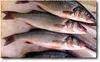 Mullet Roe-Tuna Roe-Sea Urchin Roe-Fresh Fish
