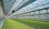 Multi span  greenhouses for commercial production