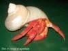 Hermit Crabs, Painted Shell, Native Hermit Crabs