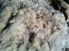 Sell Merino greasy (raw, unwahsed) wool