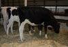 Pregnant Holstein Heifers Cows
