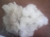 Greasy clipped wool