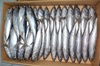 Frozen Frigate tuna (AUXIS THAZARD) 