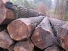 Belgium FSC Poplar Logs