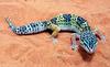 Black Scorpions/ Leopard Gecko Lizard/Cobra Snakes/ Tarantula/ Frogs