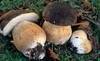 Mushrooms, waldpilzen, champignons