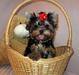 Cute Teacup yorkshire terrier Puppies for caring families