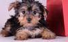 Cute Teacup yorkshire terrier Puppies for caring families