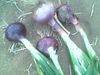 Agriculture product - Onions