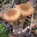 Wild mushrooms