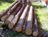 Pine logs