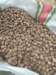 Siau Nutmeg Without Shell Dried Organic