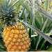 Pineapple Honey Indonesia