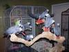 Healthy Macaws, Cockatoos, Amazons, African Grey parrots & eggs for sale