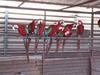 Healthy Macaws, Cockatoos, Amazons, African Grey parrots & eggs for sale