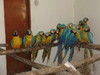 Macaws For Sale