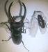 Live stag beetle from around island indonesia