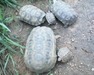 Tortoise (Kinexys Spekii) 