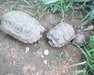 Tortoise (Kinexys Spekii) 