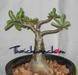Chom Poo Sab Mong Kol (Adenium Obesum) - Plant
