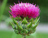 ISO certificated milk thistle extract