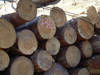 Pine logs, pinus sylvestris