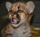 Fennec Fox, Cheetah cubs, Tiger cubs, Lion cubs, Cougar Cubs, Panther