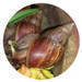 Frozen snail Meat -  Helix Pomacea and Helix Aspersa