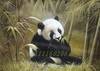 Panda  oil  painting