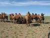 Travel and Tour operator in Mongolia