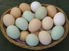 Fresh Chicken Eggs for Sale