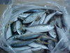 Fresh Frozen Seafood Products