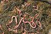 Bloodworms (Glycera di branchiata) 