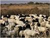 Halal Meat (goat, lamb and beef).Animal feeds (Wheat bran, Barley, hay) 